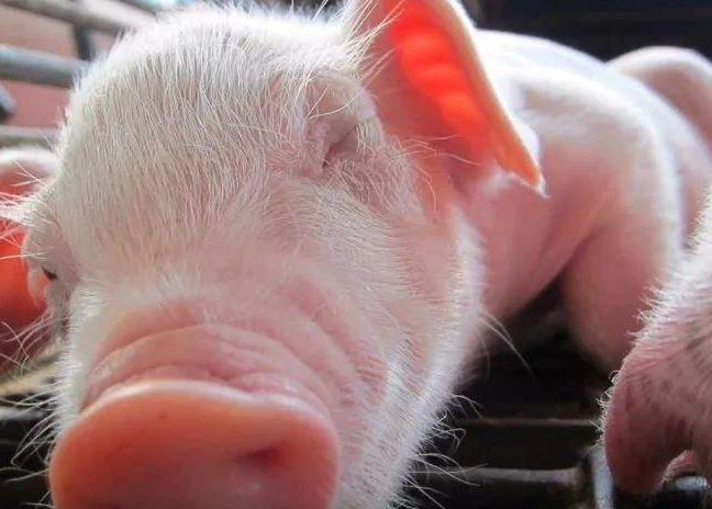 仔豬配合飼料保質期多久 仔豬配合飼料保質期多久